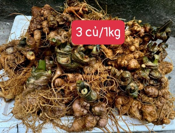  Sâm Vùi Rừng Nguyên Chất – Sự Lựa Chọn Tốt Nhất Cho Sức Khỏe BK-HE-004300-VN-0124 