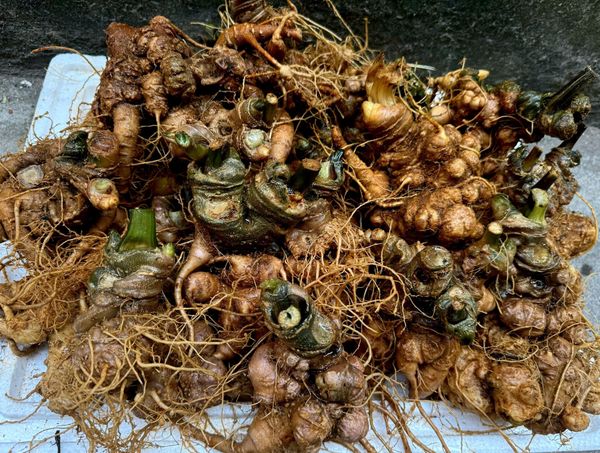  Sâm Vùi Rừng Nguyên Chất – Sự Lựa Chọn Tốt Nhất Cho Sức Khỏe BK-HE-004300-VN-0124 