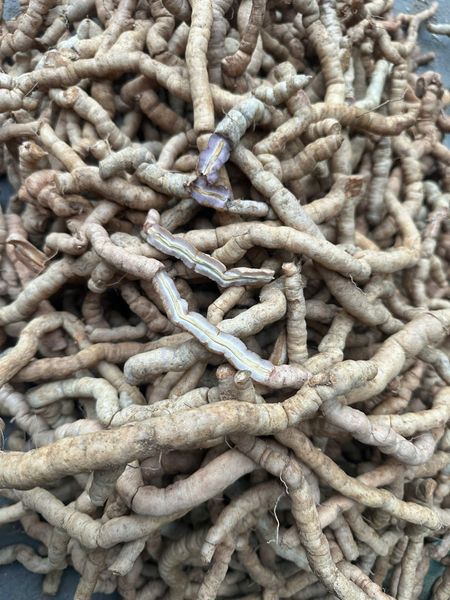  Ba Kích Tím Quảng Ninh – Sản Phẩm Từ Thiên Nhiên Dành Cho Sức Khỏe BK-HE-000520-VN-0125 