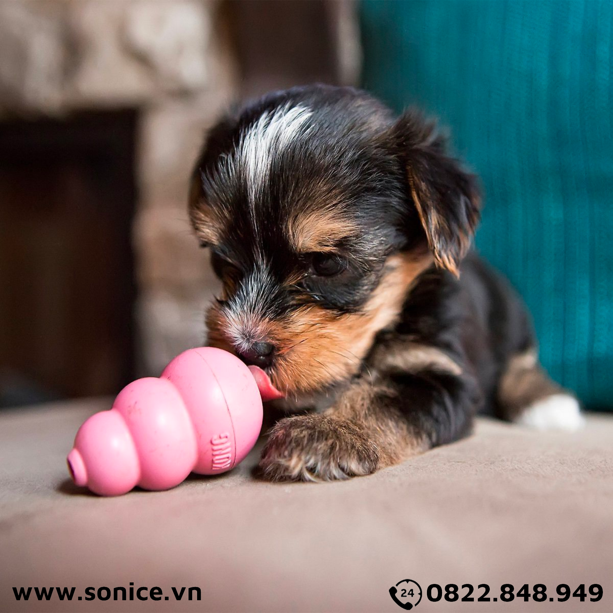  Đồ chơi Kong Puppy Toys Small Size - cho chó <9kg, có thể nhét treats SONICE. 