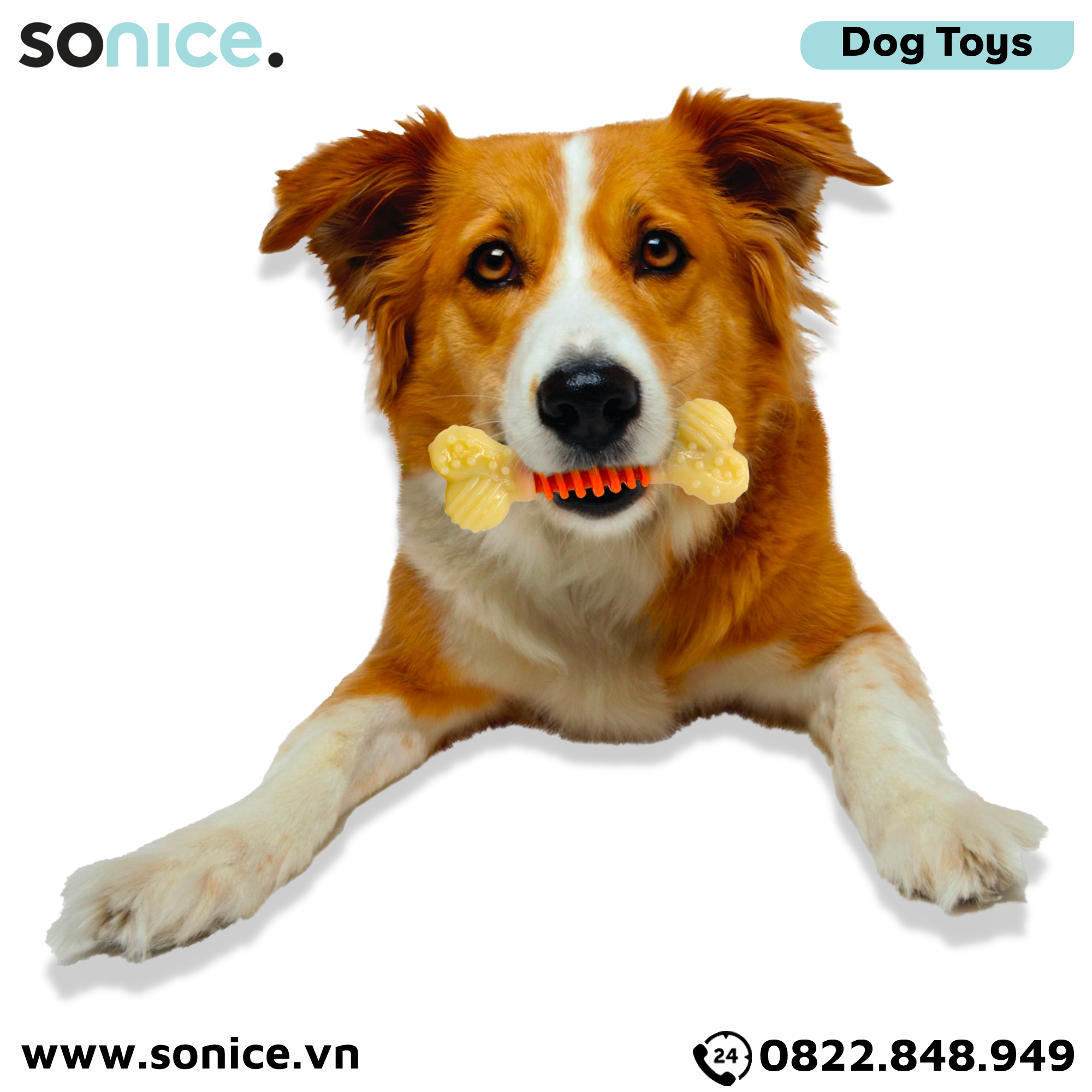  Đồ chơi Nylabone Dental Chews Plaque & Tartar Bacon Flavor Toys Medium Size - Vị thịt xông khói, cho chó < 16kg SONICE. 