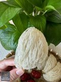  Yến Tinh Chế Sợi Dài - Hộp 50gr 