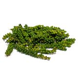  Tiêu Xanh (Khay 50G-100G) 