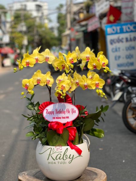 CHẬU LAN HỒ ĐIỆP - D5