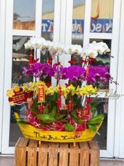 CHẬU LAN THUYỀN THUẬN BUỒM XUÔI GIÓ D13