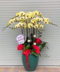 CHẬU LAN VÀNG TRỌN VẸN 10 CÀNH - D22