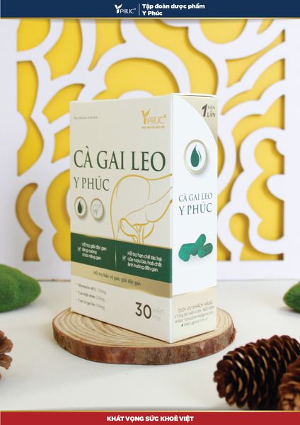  Cà gai leo Y Phúc 
