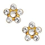 hoa trắng cv - inverness