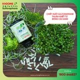  Viên Uống Bảo Vệ GAN KAGOME SULFORAPHANE 