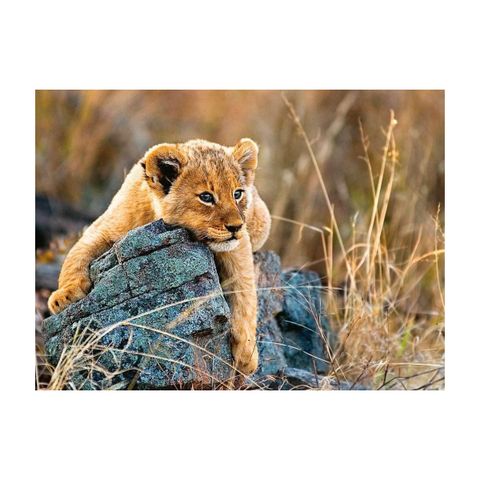  Xếp hình puzzle Little Lion 200 mảnh RAVENSBURGER 129461 