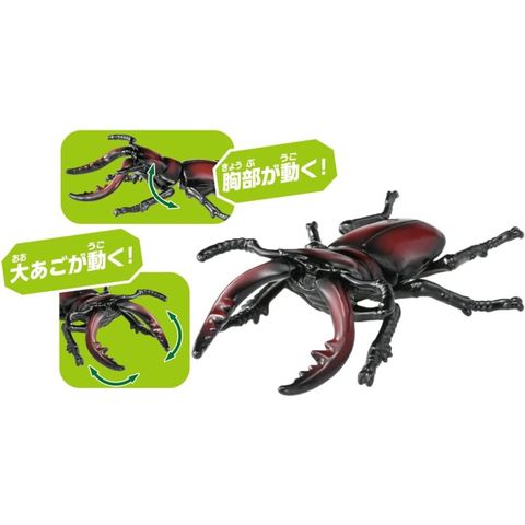  Ania AS-43 Sawtooth Stag Beelte 