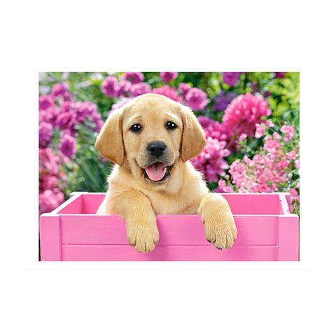  Tranh ghép Jigsaw Puzzle Labrador Puppy in Pink Box 300 mảnh CASTORLAND 