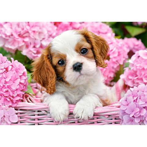  Xếp hình puzzle chú chó trong vườn hoa sắc hồng 500 mảnh CASTORLAND B-52233 