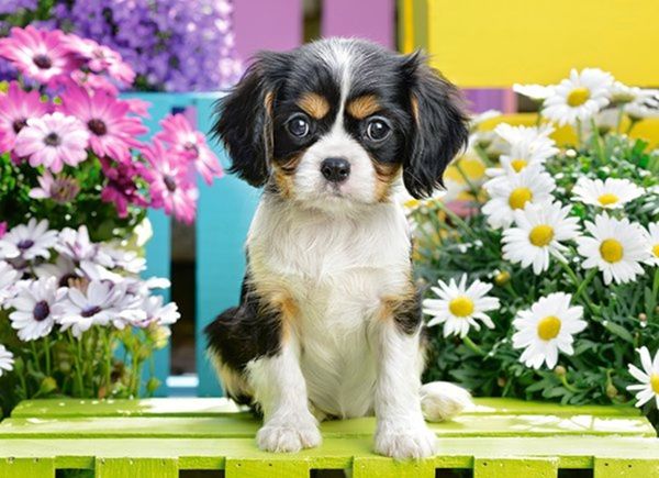 Xếp hình Puzzle Chú Chó Spaniel 70 mảnh CASTORLAND B-070053