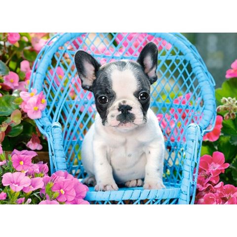  Xếp hình puzzle chó Bull 100 mảnh CASTORLAND B-111152 