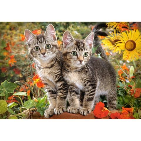  Xếp hình Puzzle Kitten Buddies 1500 mảnh CASTORLAND C-151899 