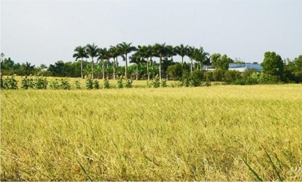  Fragrant Rice - ST24 