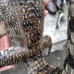 Cá sấu nhồi bông Trưng bày. Màu sắc nguyên thủy đẹp đúng chất!