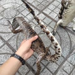 Cá sấu nhồi bông Trưng bày. Màu sắc nguyên thủy đẹp đúng chất!