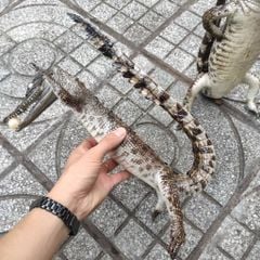 Cá sấu nhồi bông Trưng bày. Màu sắc nguyên thủy đẹp đúng chất!