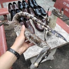 Cá sấu nhồi bông Trưng bày. Màu sắc nguyên thủy đẹp đúng chất!