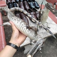 Cá sấu nhồi bông Trưng bày. Màu sắc nguyên thủy đẹp đúng chất!