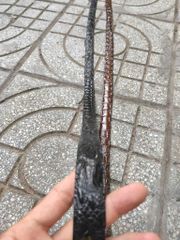 Dây lưng nữ [MẶT KHÓA THÉP KO GỈ]. Gù gai cá sấu sang trọng!