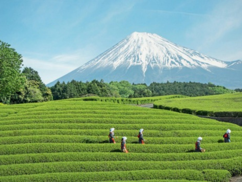 NHẬT BẢN | OSAKA – KYOTO – PHÚ SĨ – TOKYO