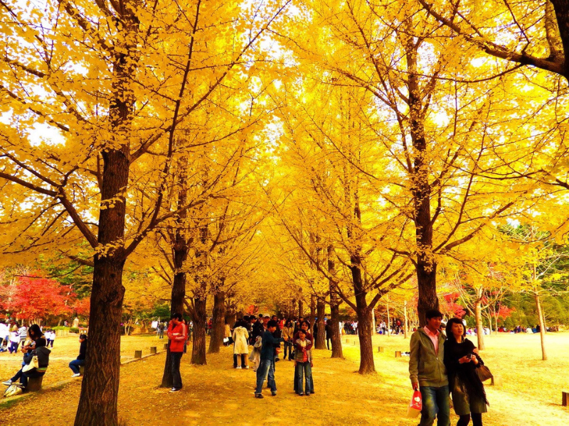 HÀN QUỐC | SEOUL-NAMI ISLAND-  EVERLAND