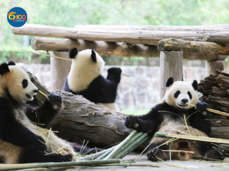 THÀNH ĐÔ - CỬU TRẠI CÂU - LẠC SƠN ĐẠI PHẬT - CV GẤU TRÚC