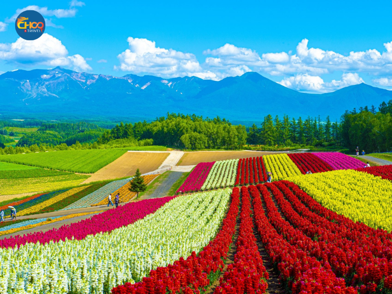 KHÁM PHÁ HOKKAIDO NHẬT BẢN 30/04 (Japan Airlines)