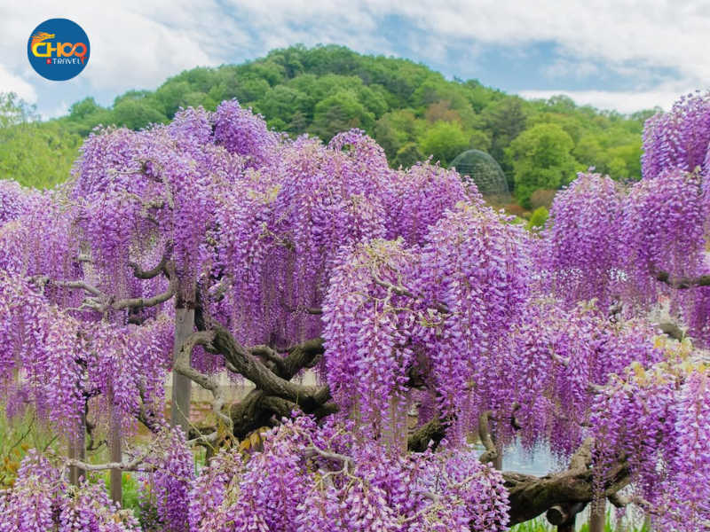 NHẬT BẢN MÙA HOA TỬ ĐẰNG & HOA CHI ANH 6N5Đ