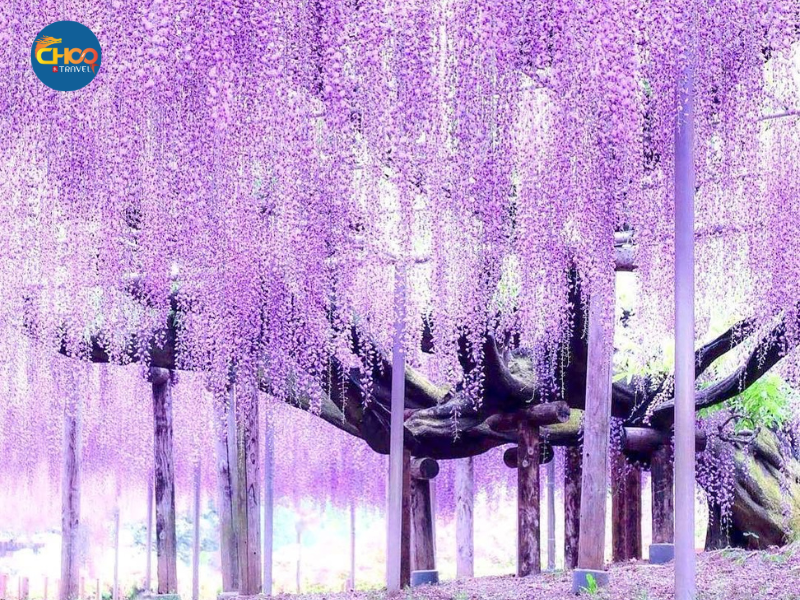 NHẬT BẢN MÙA HOA TỬ ĐẰNG & HOA CHI ANH 6N5Đ