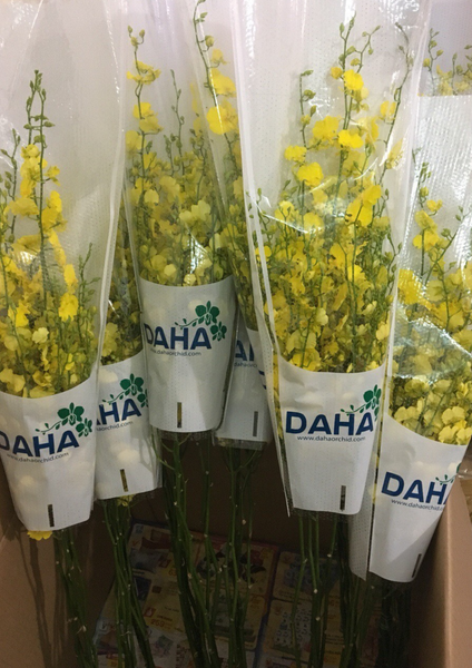  Vũ Nữ Vàng Chanh 