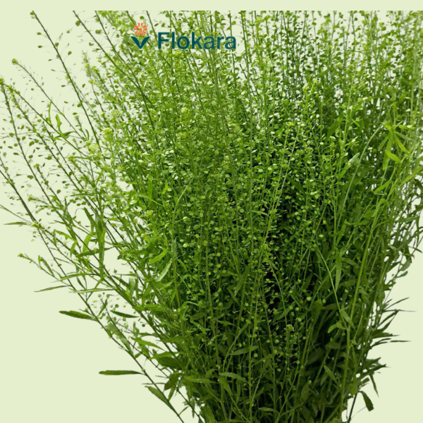  Cỏ đồng tiền 