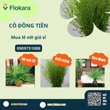  Cỏ đồng tiền 