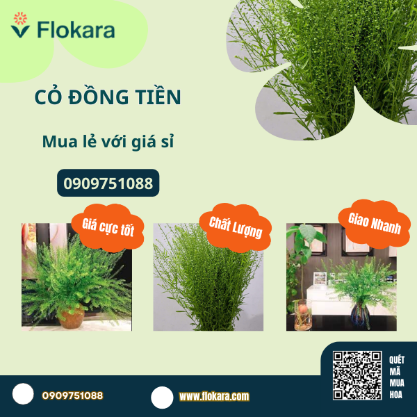  Cỏ đồng tiền 