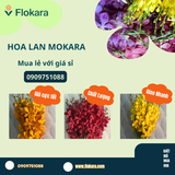  Hoa Lan Mokara 