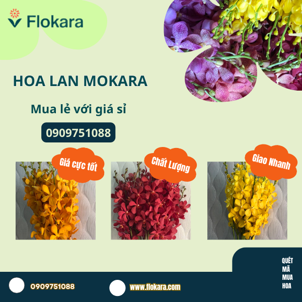  Hoa Lan Mokara 