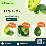  Lá Trầu Bà 