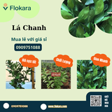  Lá Chanh Cắm Hoa 