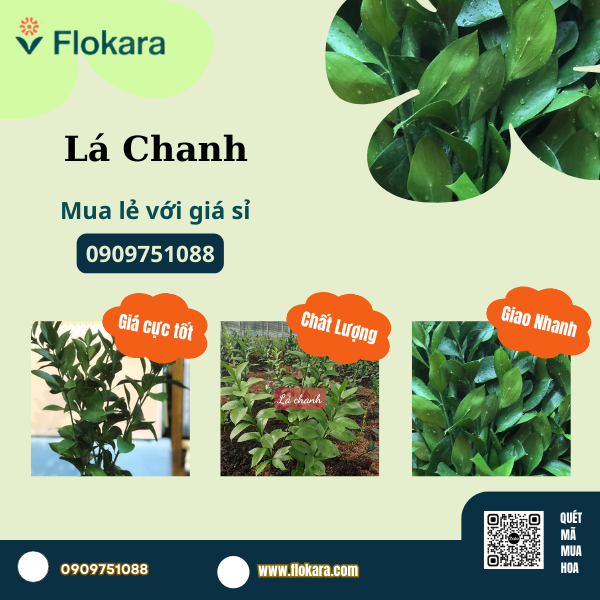  Lá Chanh Cắm Hoa 