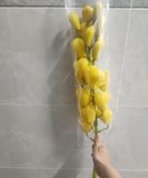  Địa Lan Vàng Mít 