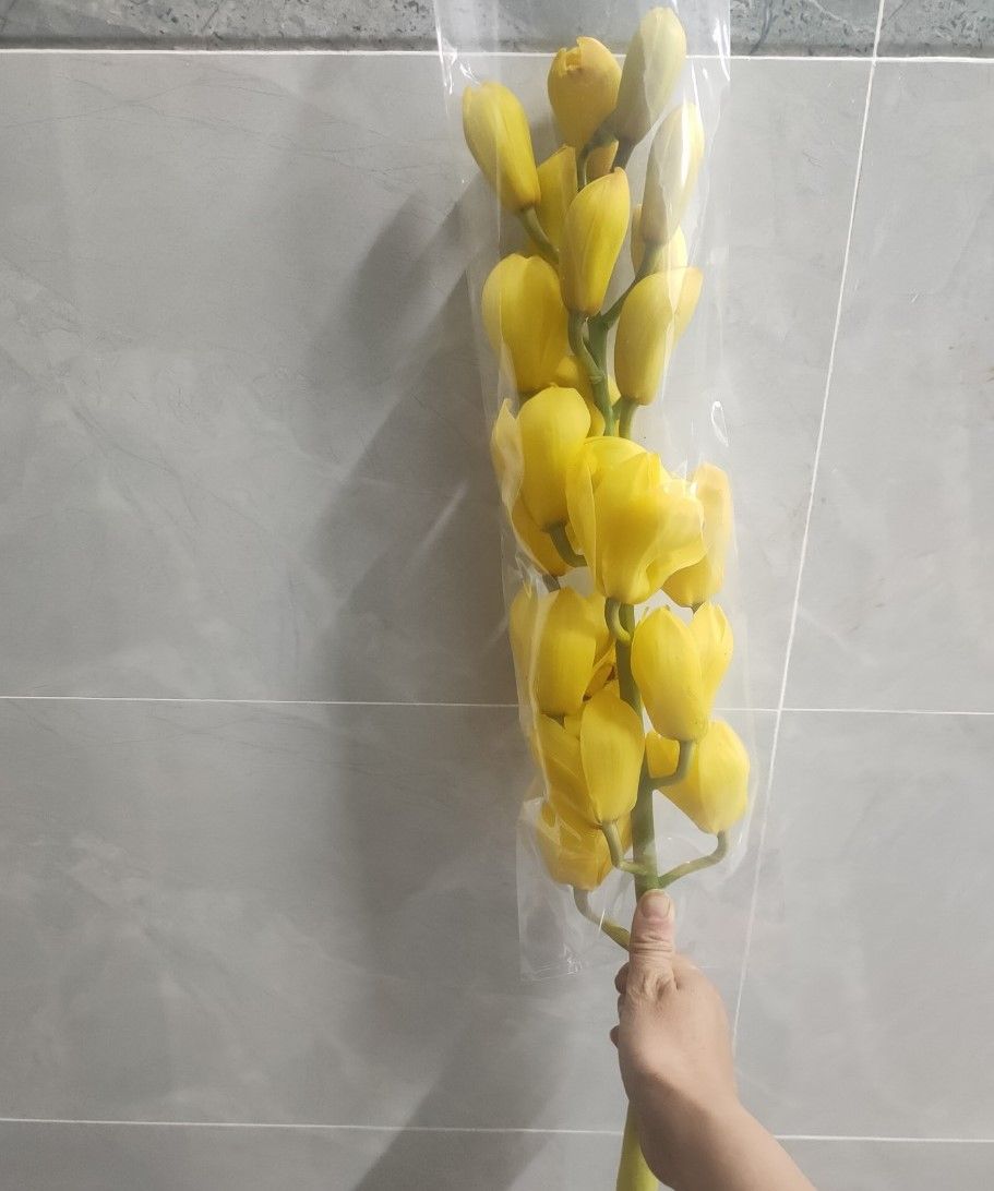  Địa Lan Vàng Mít 