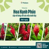  Hoa Hạnh Phúc 