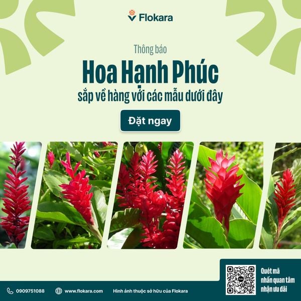  Hoa Hạnh Phúc 