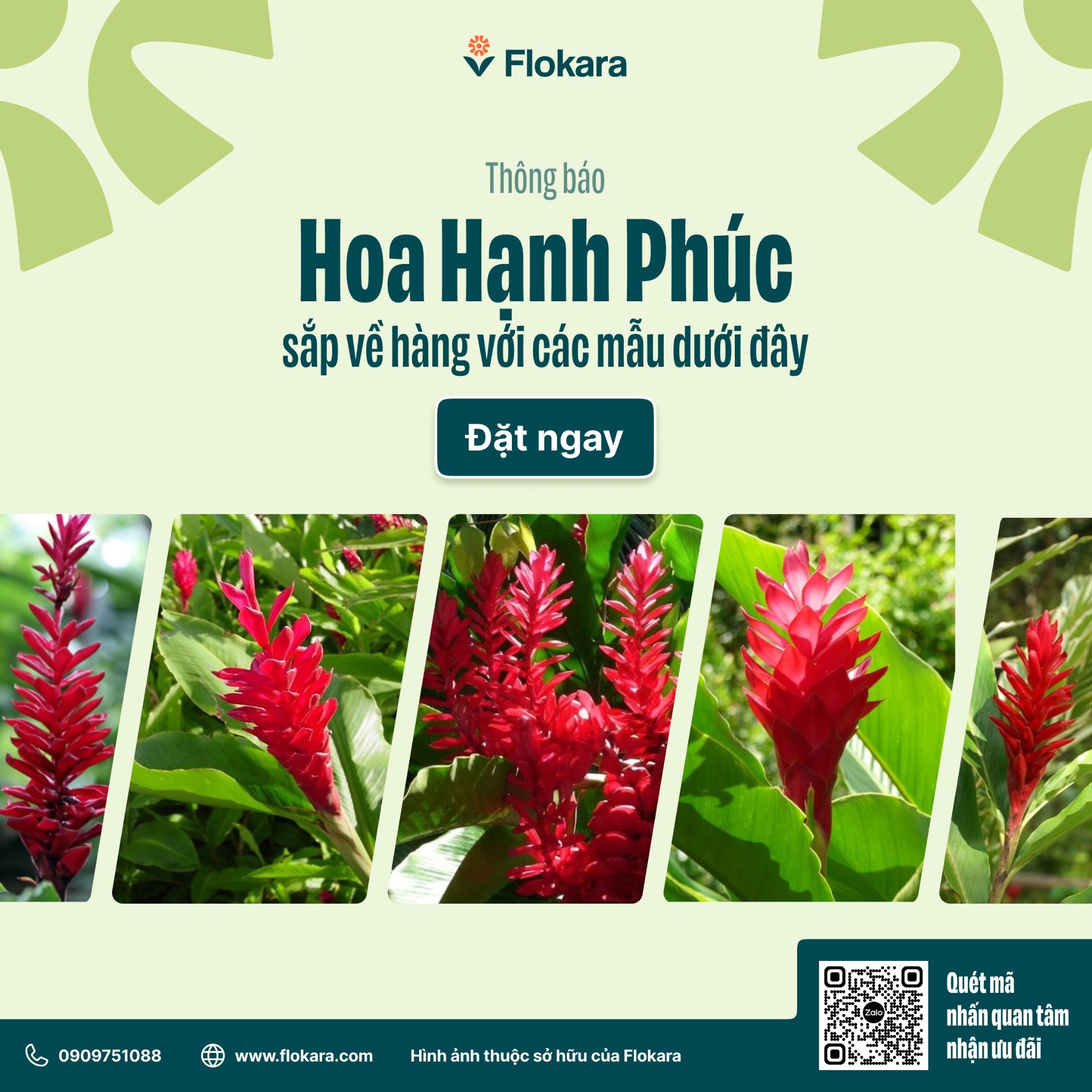  Hoa Hạnh Phúc 