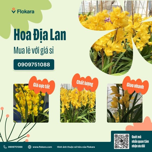 Địa Lan Vàng Mít 