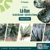  Lá Bạc Cắm Hoa 