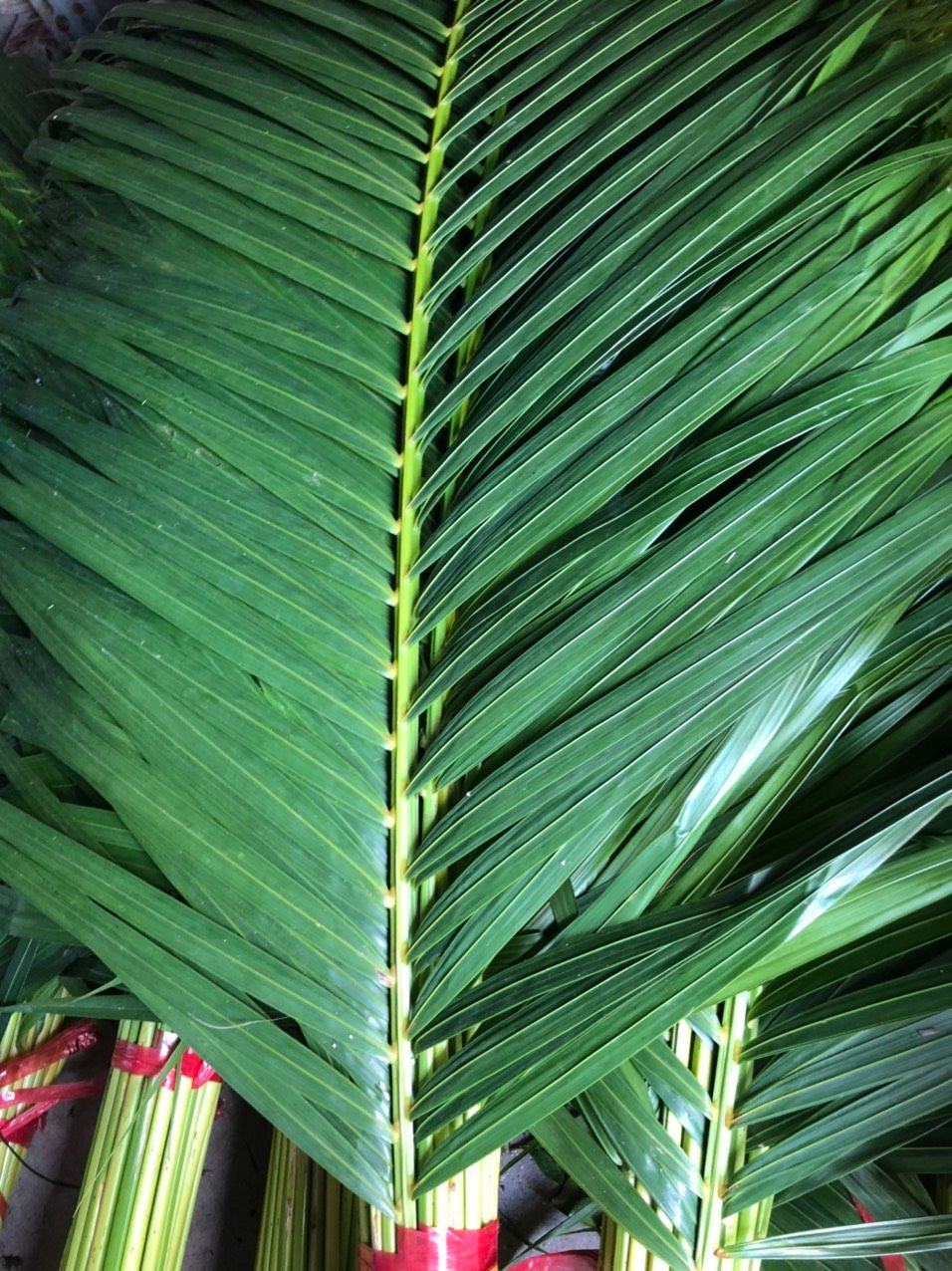  Lá Cau Cắm Hoa 